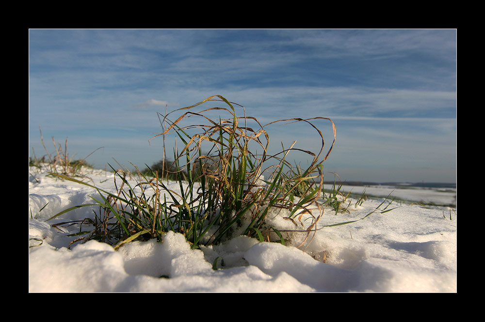 winterliche Froschperspektive