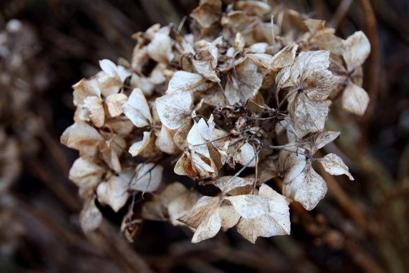 Winterliche Frühlingshortensie