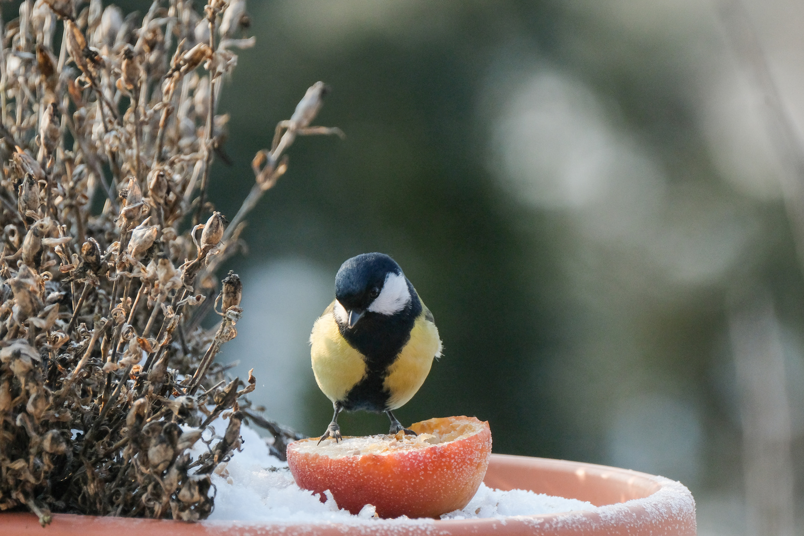 winterliche Fütterung