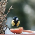 winterliche Fütterung