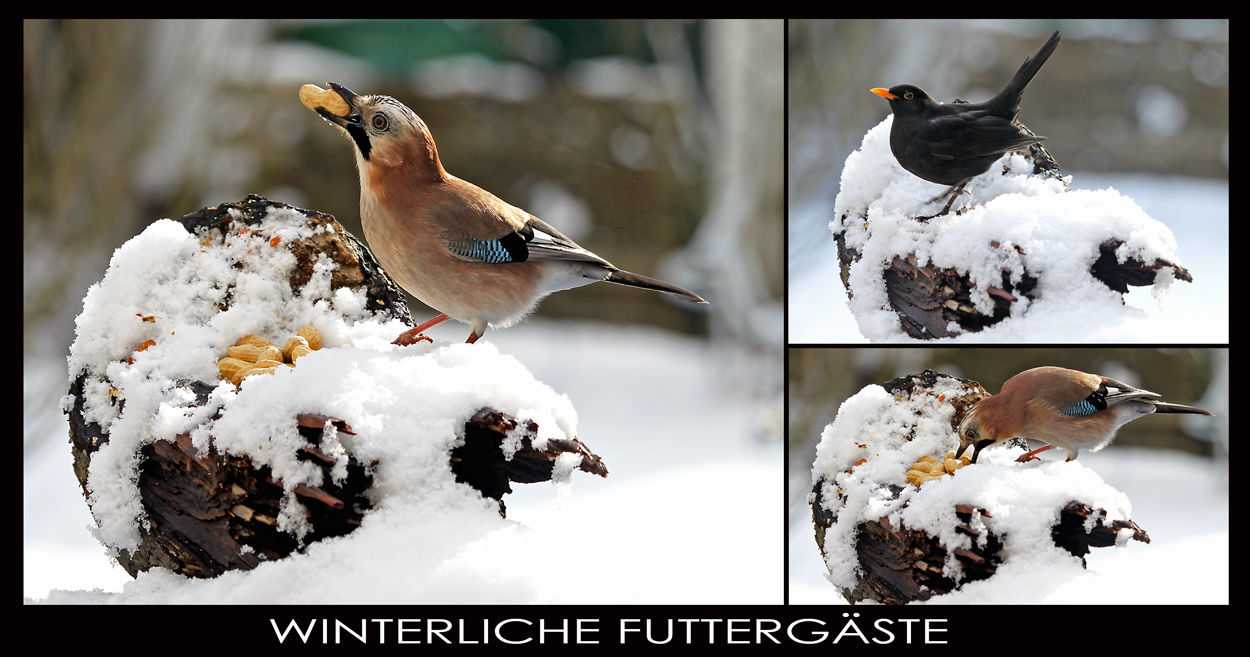 WINTERLICHE FUTTERGÄSTE