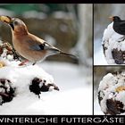 WINTERLICHE FUTTERGÄSTE