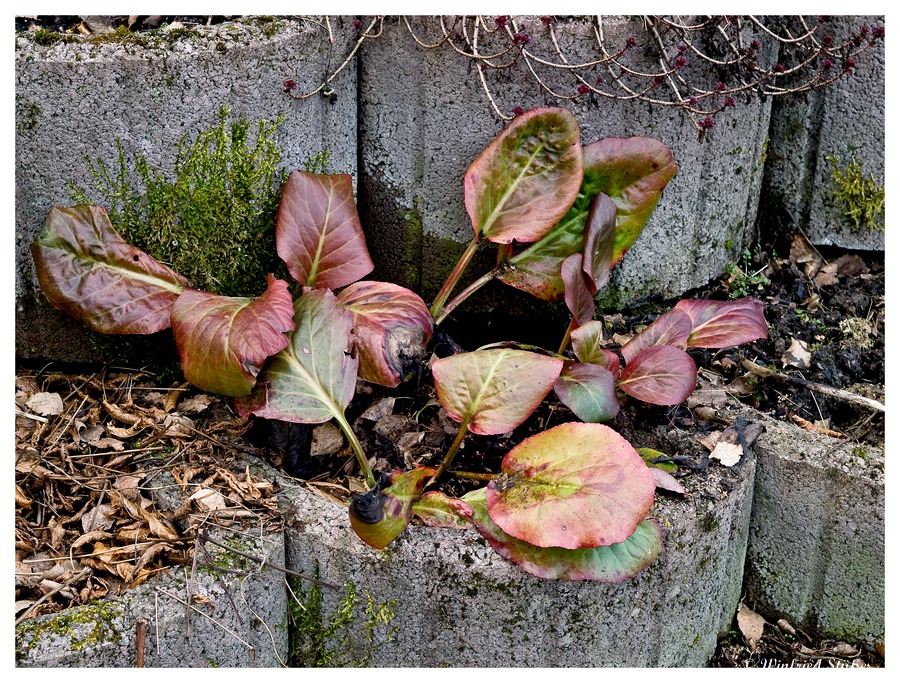 Winterliche Garten-Tristesse