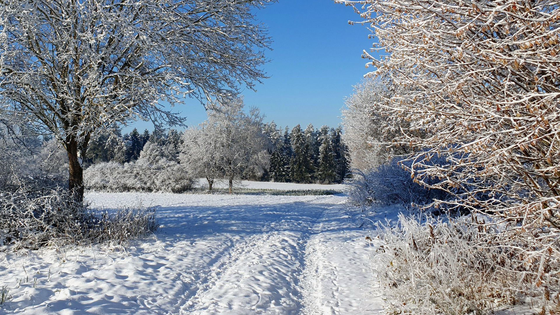 Winterliche Gassirunde