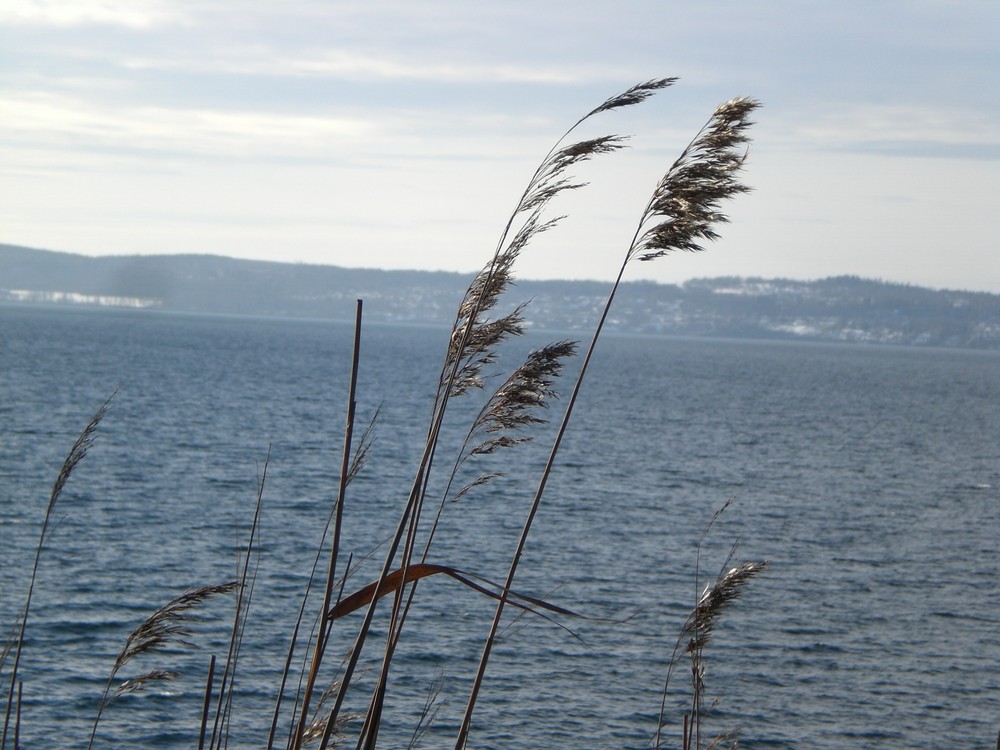 Winterliche getrocknete Grässer im Wind