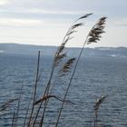 Winterliche getrocknete Grässer im Wind