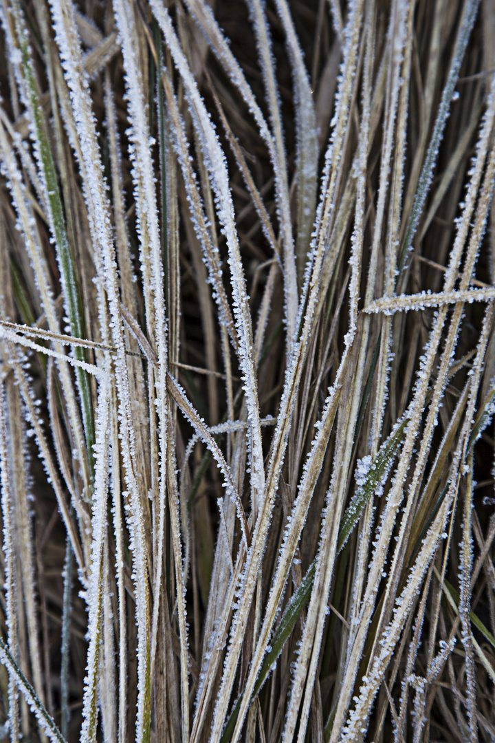 winterliche Gräser