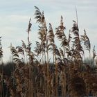 Winterliche Gräser am See