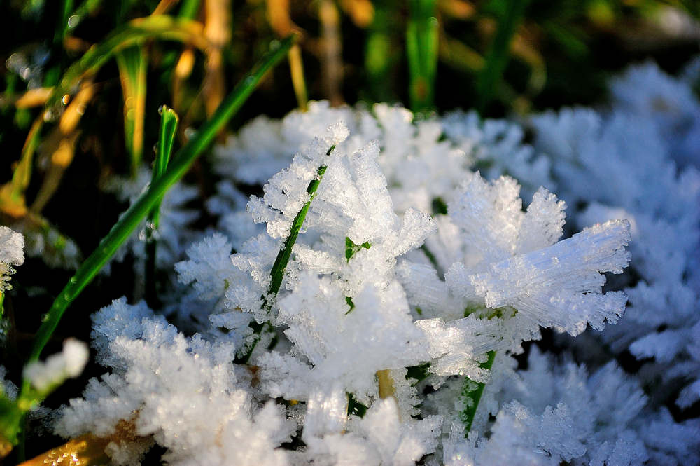 Winterliche Grasblüte