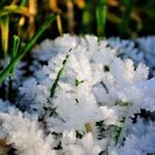 Winterliche Grasblüte