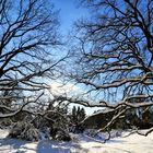 winterliche Heidelandschaft