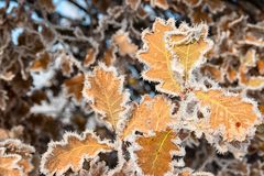 Winterliche Herbstfärbung...