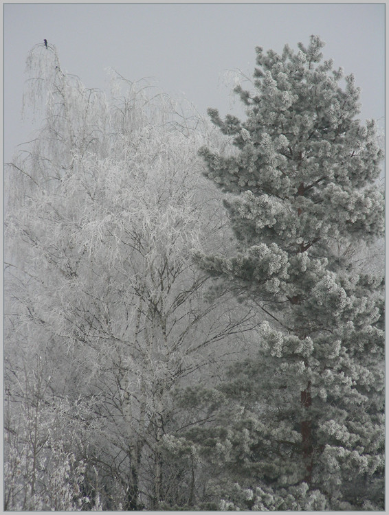 winterliche Hochzeit in Nachbars Garten