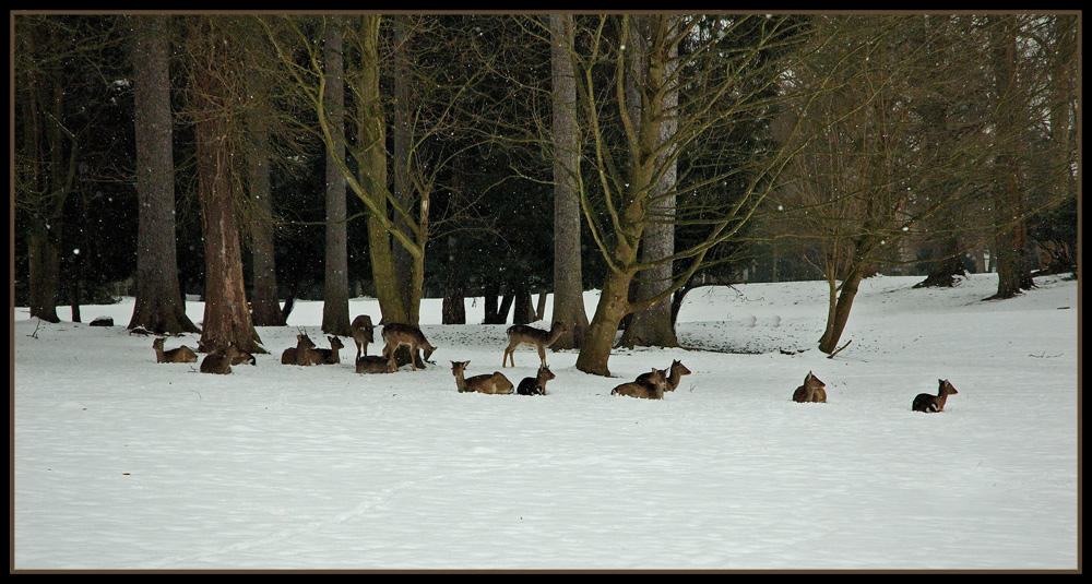 Winterliche Idylle.