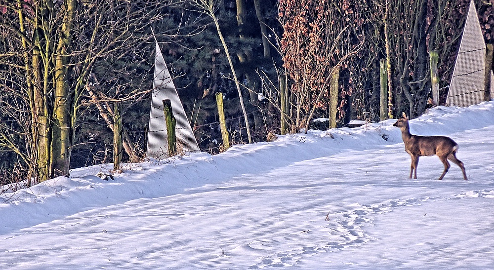 Winterliche Idylle im Winkhauser Bachtal