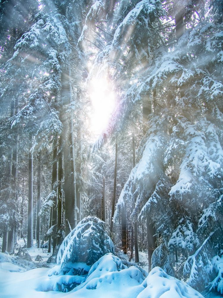 Winterliche Impression Im Wald Foto & Bild jahreszeiten, winter
