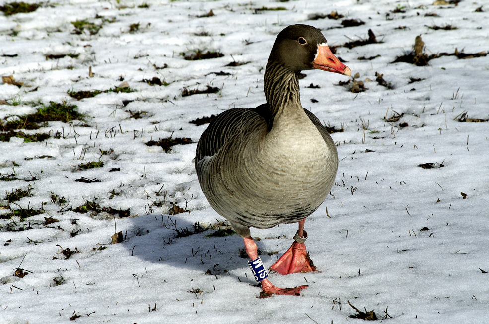 winterliche Impressionen 3