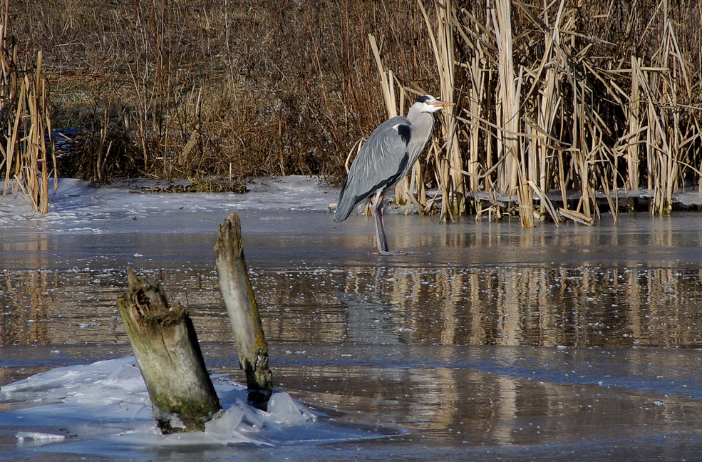 winterliche Impressionen 5