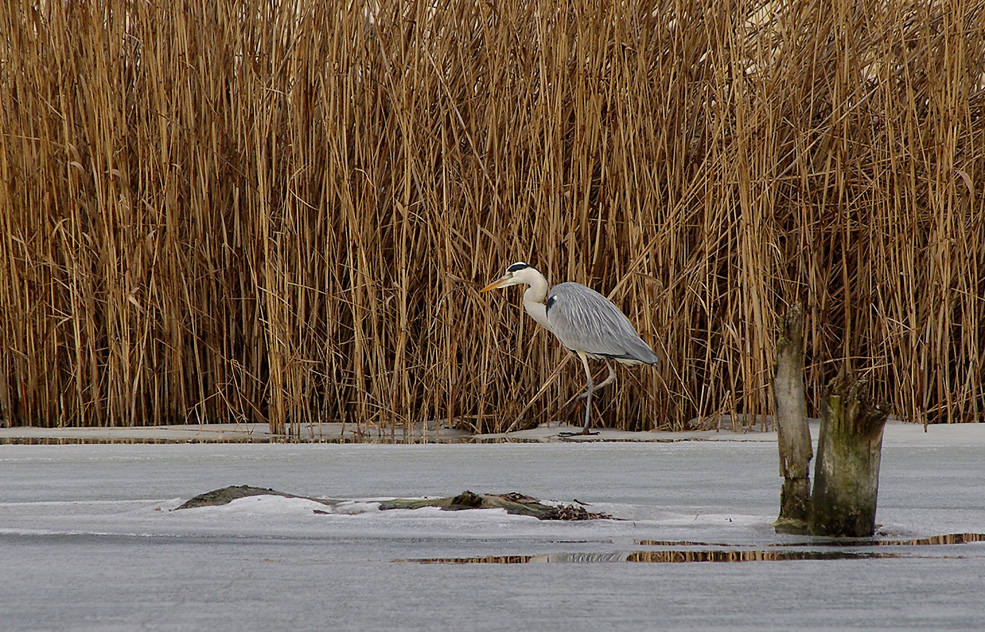 winterliche Impressionen 6