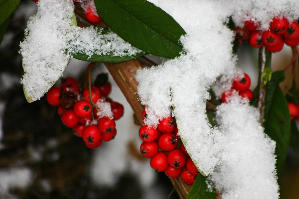 winterliche Impressionen