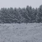 Winterliche Impressionen aus den Baumbergen II