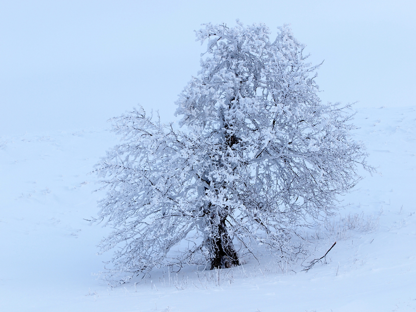 Winterliche Impressionen in der Rhön.