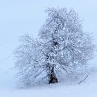 Winterliche Impressionen in der Rhön.