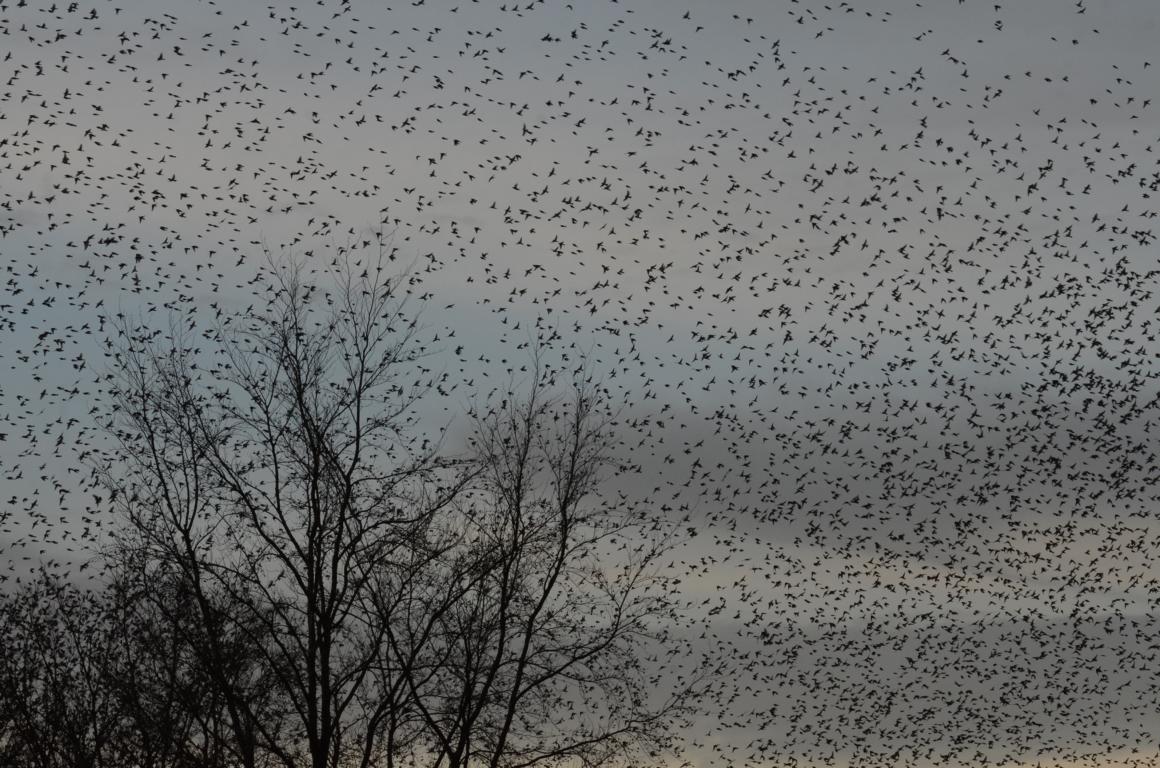 Winterliche Invasion von Bergfinken 2