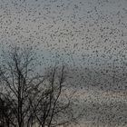 Winterliche Invasion von Bergfinken 2