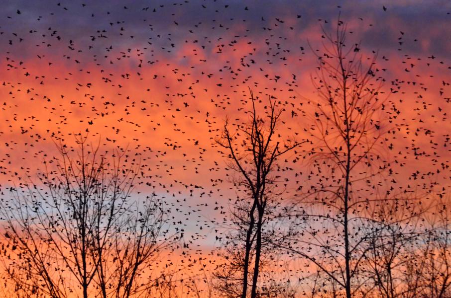 Winterliche Invasion von Bergfinken