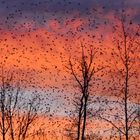 Winterliche Invasion von Bergfinken