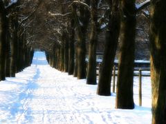 Winterliche Kastanienallee...