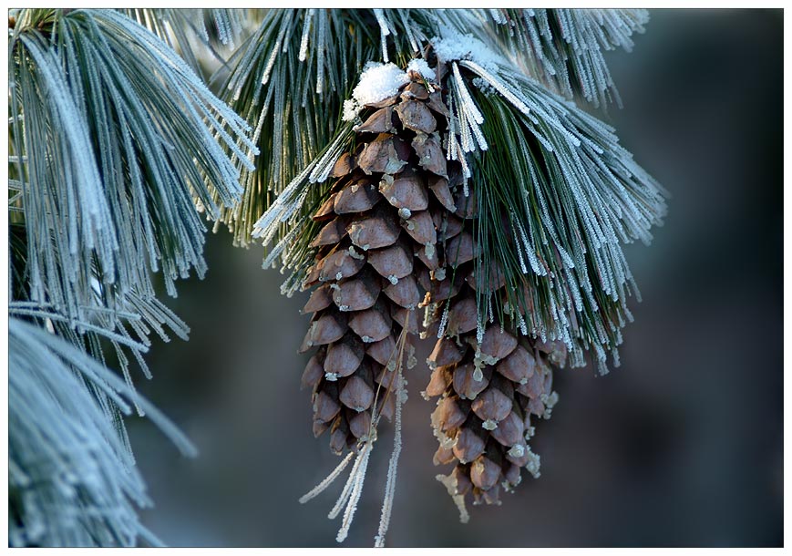 Winterliche Kiefernzapfen