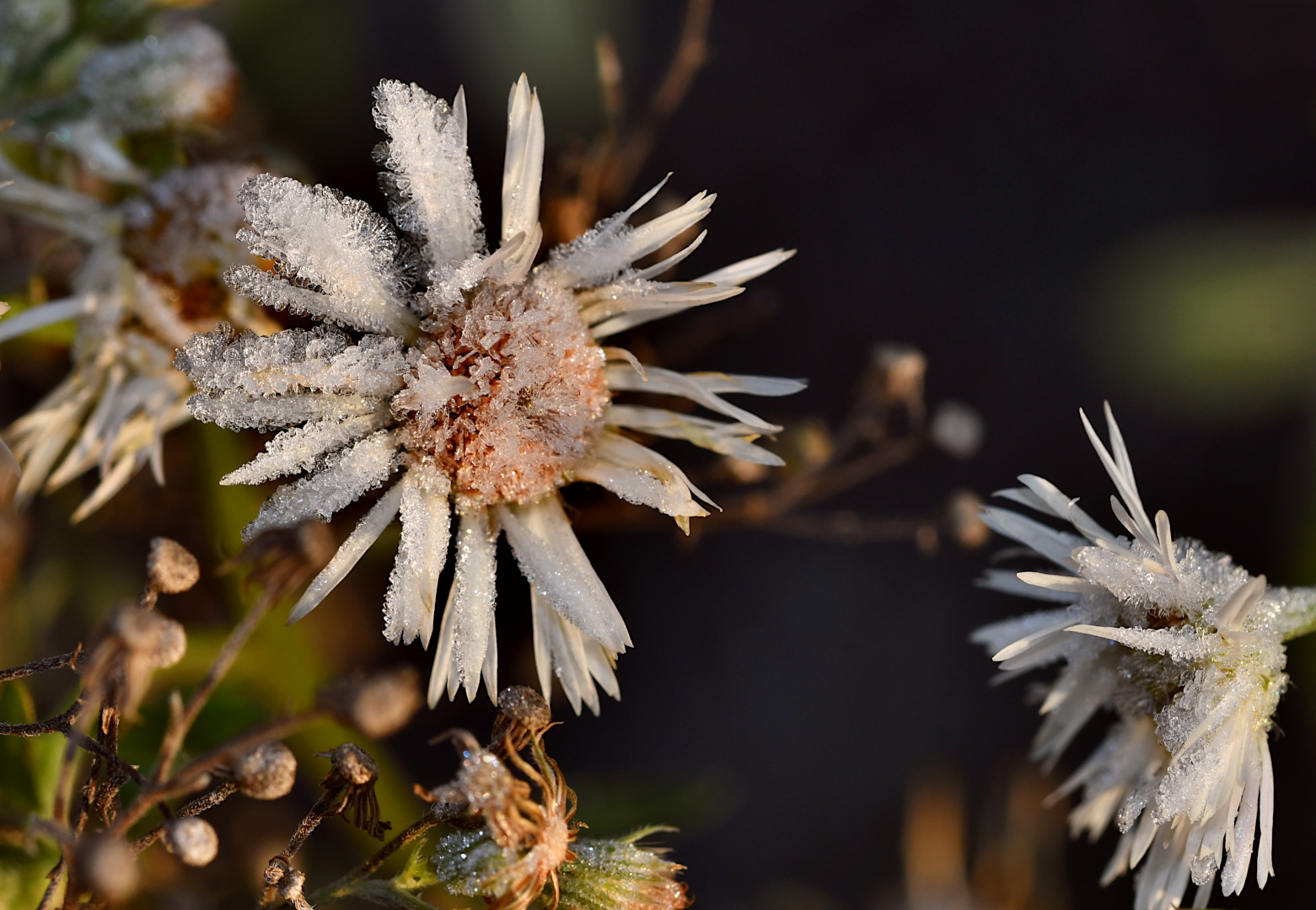 WINTERLICHE KLEINE WIESENBLÜMCHEN...