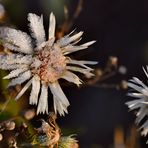 WINTERLICHE KLEINE WIESENBLÜMCHEN...