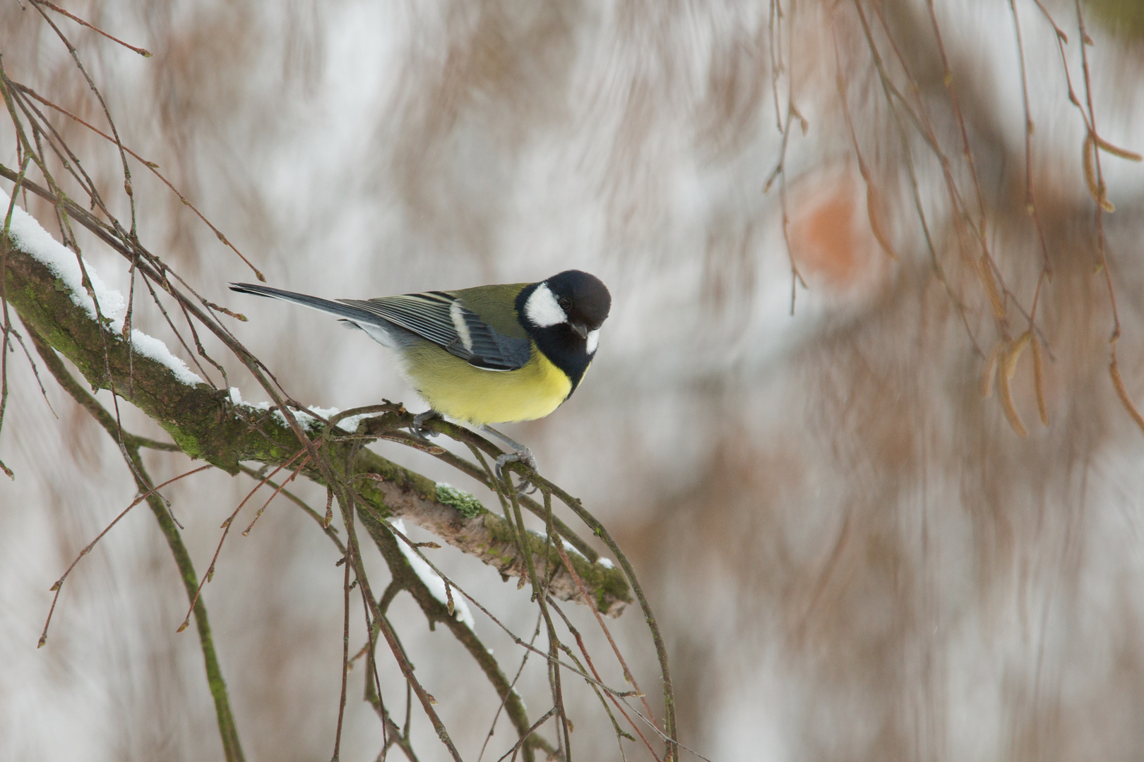 Winterliche Kohlmeise