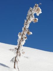 Winterliche Kontraste