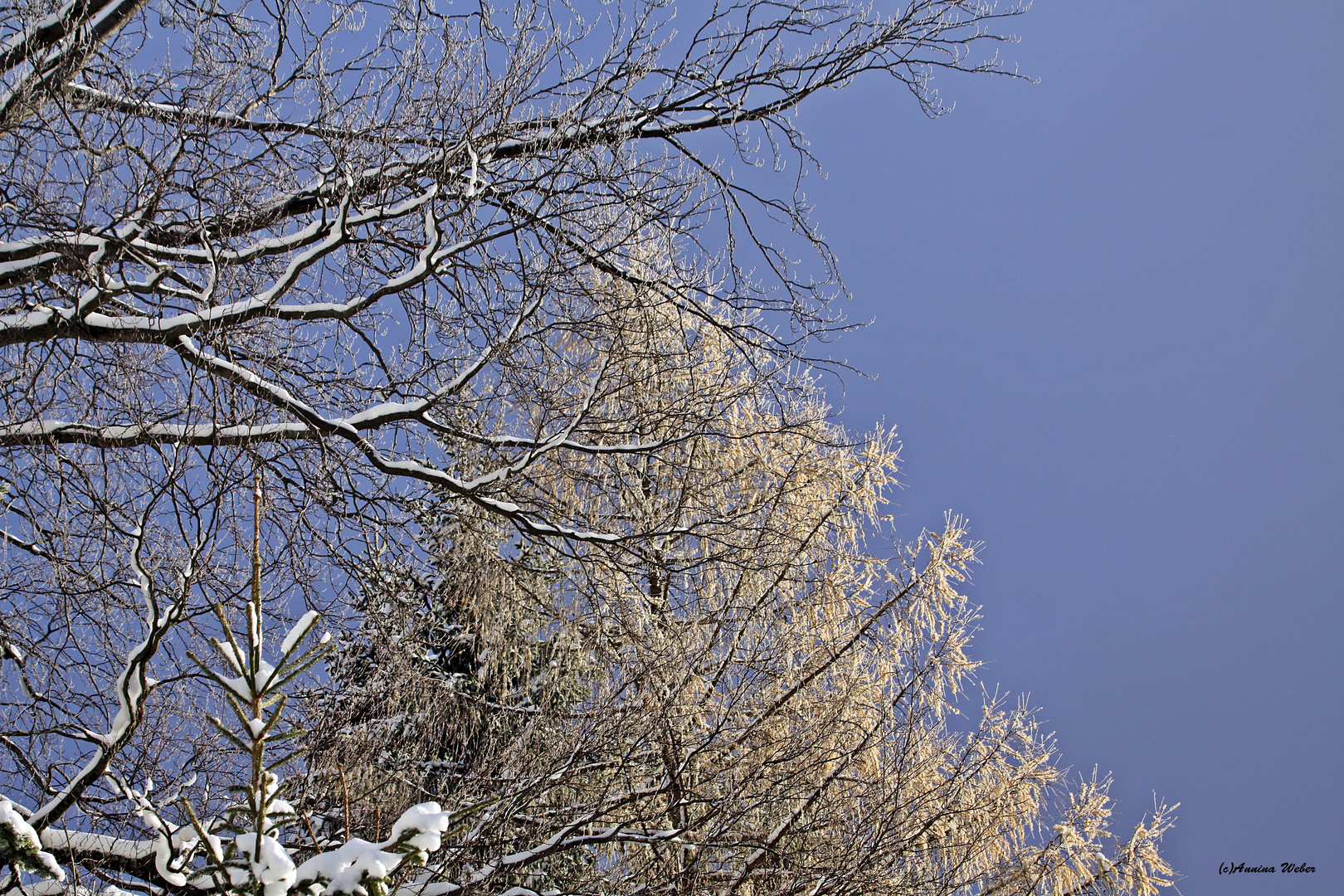 Winterliche Lärche