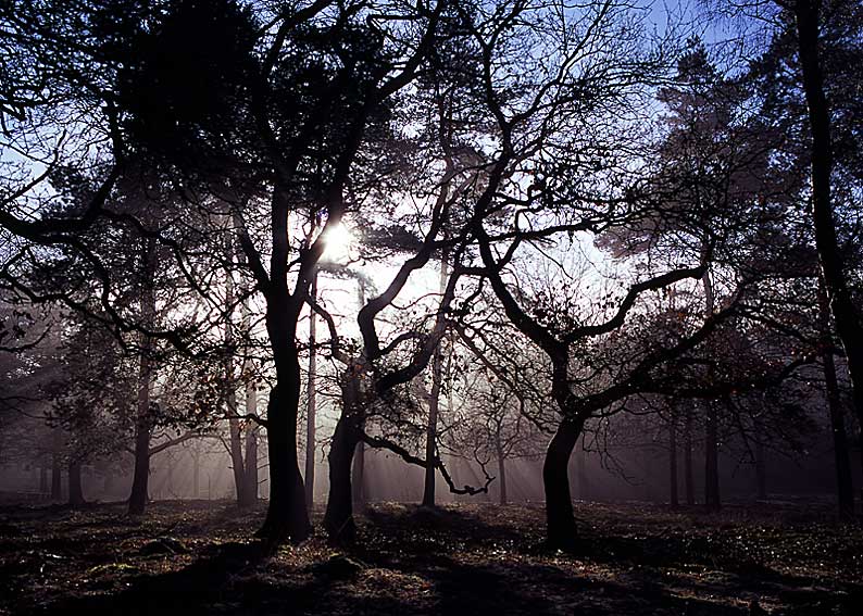 winterliche Lichtstimmung im Wald