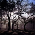 winterliche Lichtstimmung im Wald