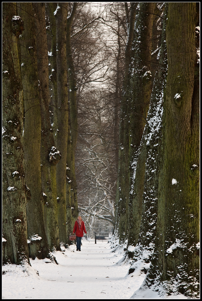 Winterliche Lindenallee