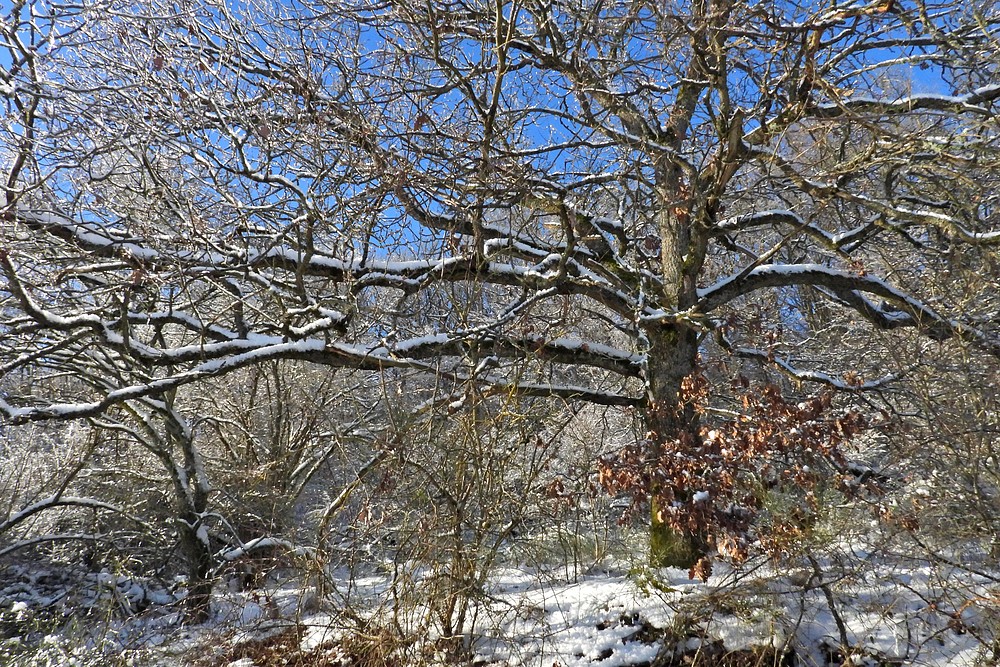 Winterliche Märchenlandschaft im Weiltal 06