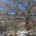 Winterliche Märchenlandschaft im Weiltal 06