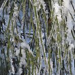 Winterliche Märchenlandschaft im Weiltal 08