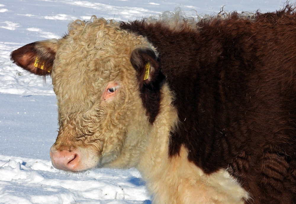 Winterliche Märchenlandschaft im Weiltal 11