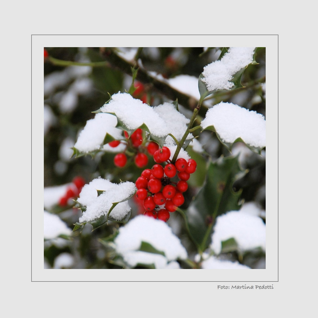 Winterliche Mittwochsblümchen