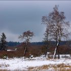 Winterliche Moorlandschaft