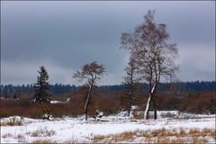 Winterliche Moorlandschaft