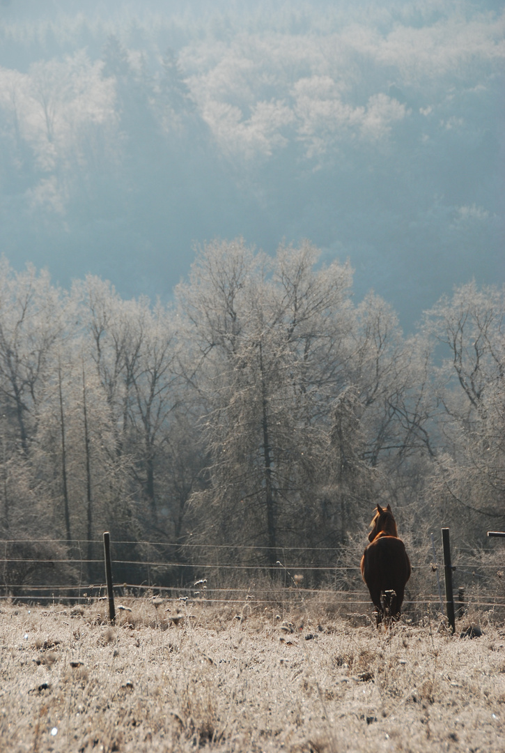 winterliche Morgenstimmung