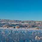 Winterliche Morgenstimmung am Greifensee